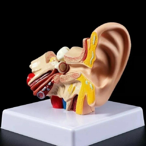Human ear anatomy - human, 1.5