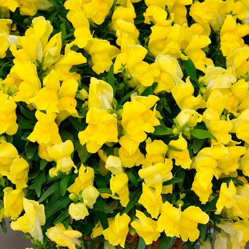 Antirrhinum candelabra plug
