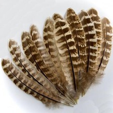 Pheasant hen ringneck wing - pheasant,