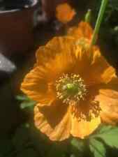 3 X Meconopsis Cambrica