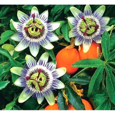 Passion flower Passiflora