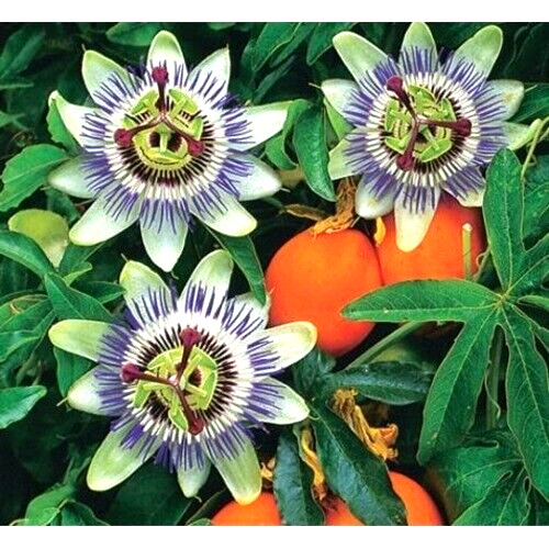 Passion flower passiflora - passion,