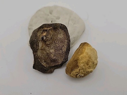 Real permineralized avain bird - real,