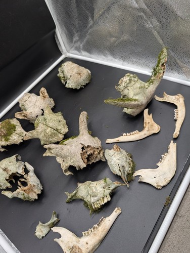 British hill sheep skull - sheep,