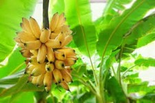 50 x banana tree seeds. Musa
