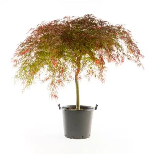 Gal crimson queen dwarf - crimson,
