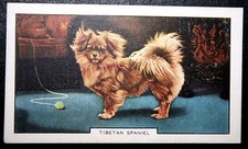 TIBETAN SPANIEL  Toy Dog Breed  Vintage 1938 Illustrated Card  JE23MS