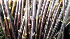 50 x willow cuttings. Salix Nigricians (Black Willow)  (approx 30cm) FRESH