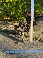 Natural Manzanita Driftwood