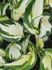 Hosta 'FIRE & ICE'   3  Bare