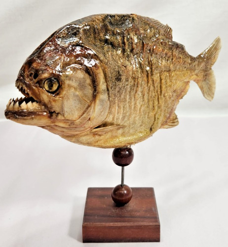 Large piranha taxidermy fish - large,
