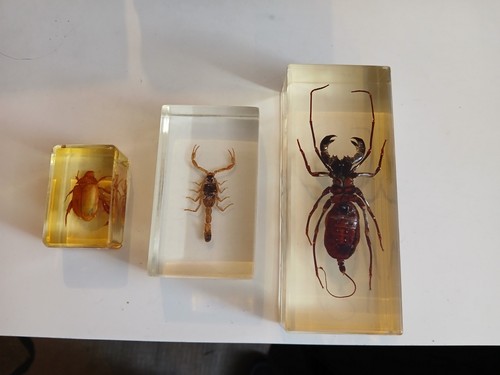Resin encased insects - encased,