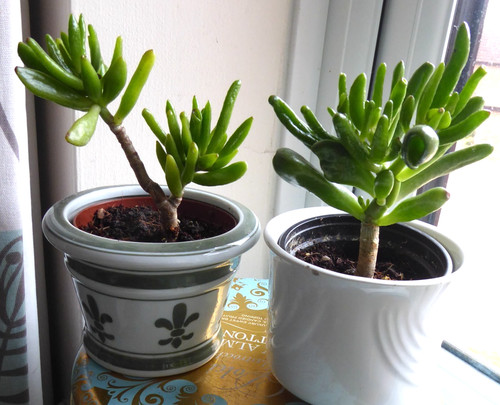 Money tree jade - money,