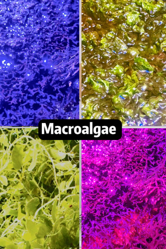 Marine macroalgae for - marine,