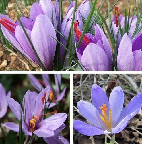 15x crocus sativus - sativus, bulbs