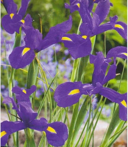 Dutch iris blue bulbs - dutch,