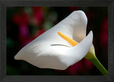 calla lily in the garden