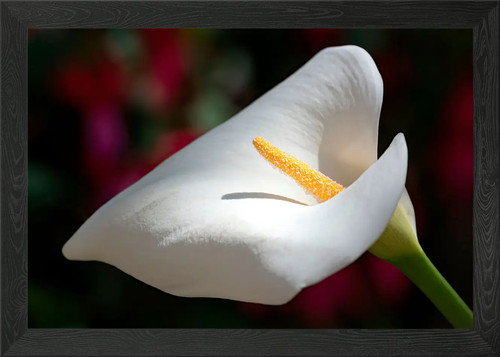Calla lily the - calla,