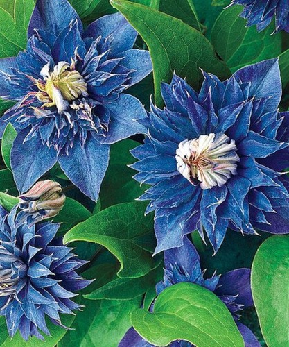 Double blue clematis seeds - clematis,