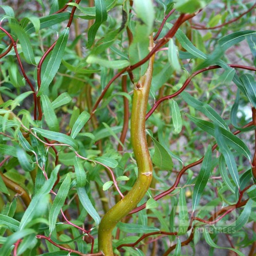 Scarlet curls corkscrew willow - scarlet,