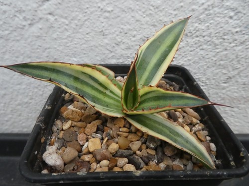 Agave lopantha quadricolor - agave,
