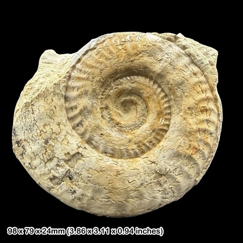 Hildoceras fossil ammonite - hildoceras,