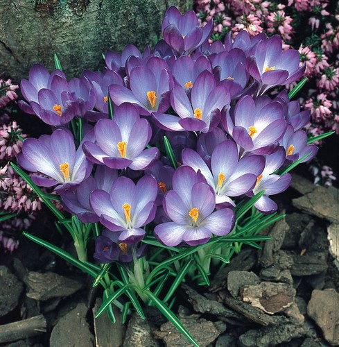 Crocus ruby giant - 10,, 25