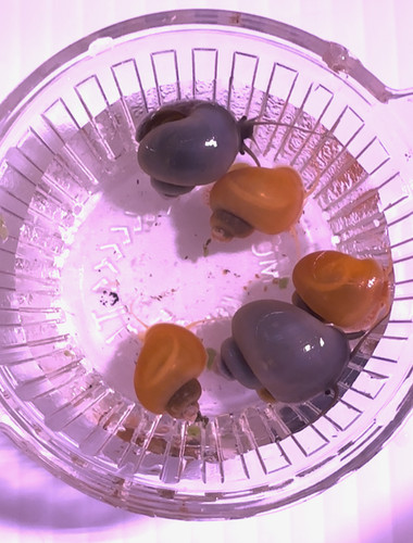 Pack assorted mystery snails - pack,