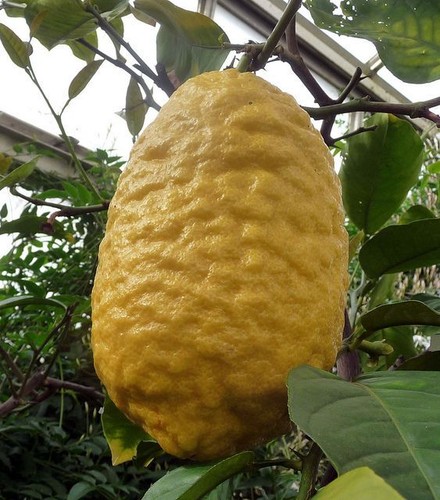 Citrus medica citron giant - citrus,