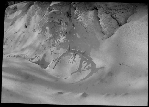 Delicacy winter snow - -,
