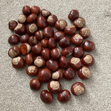 50 Conkers Horse Chestnuts spider repellent School craft hobbies games 2025 crop
