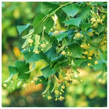 20 Small-leaved Lime / Tilia