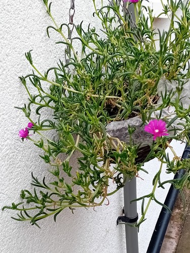 Potted ice plant - ice, plant(trailing