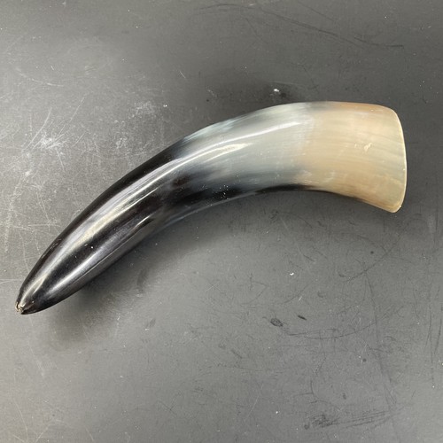 Polished cow horn natural - polished,