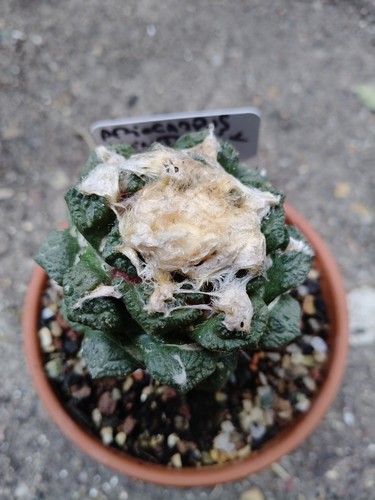 Ariocarpus bravoanus