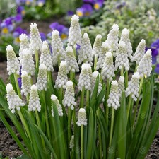 Muscari Siberian Tiger Early Spring Flowering Garden Bulbs Indoor Outdoor Plants