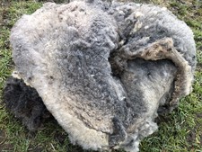 Shetland Ewe Whole Fleece/