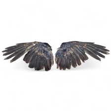 Real Pair Of Crow Wings
