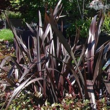 Phormium 'Black Adder'