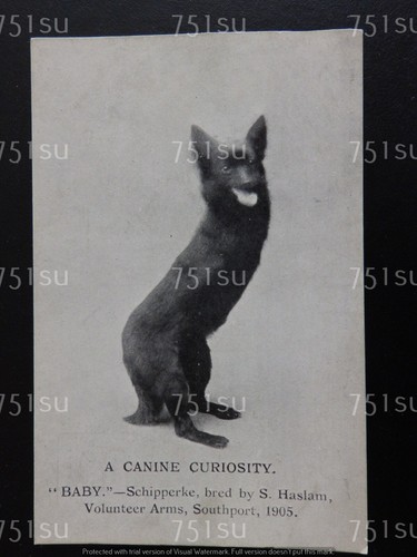 Canine curiosity baby - canine, "baby"