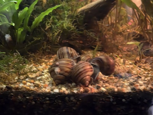 Brown - (black, stripped)