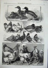 Old Antique Print 1863 Prize
