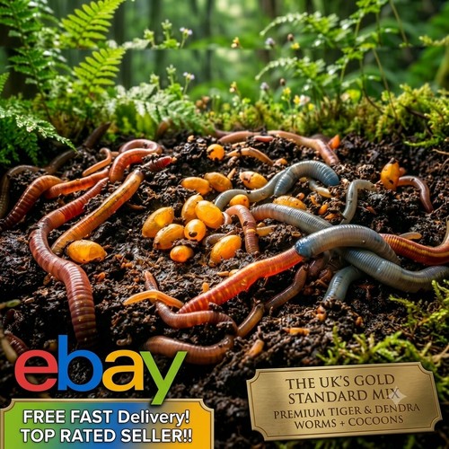 Live worm eggs cocoons - live,