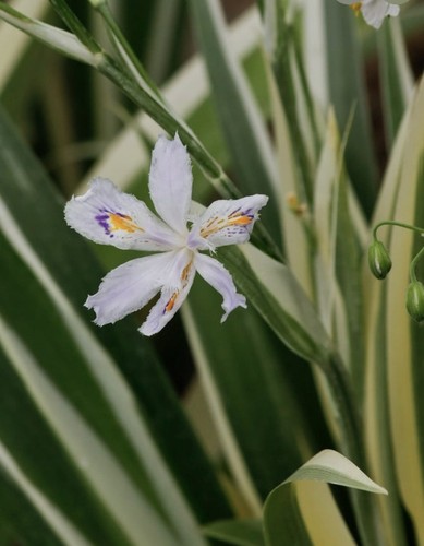 Iris japonica variegata - iris,