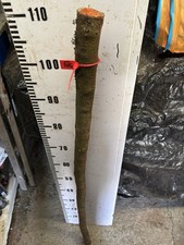 Blackthorn SHANK WALKING STICK