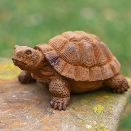 Miniature baby tortoise garden - miniature,