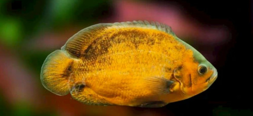 Golden tiger oscar fish - fish, (2.5