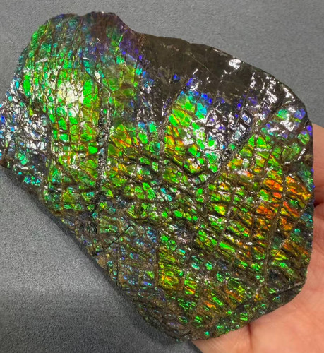 Natural canadian ammolite - natural,