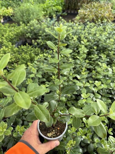 Pittosporum evergreen 9cm - pittosporum,