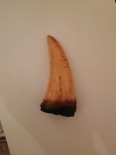 Spinosaurus Teeth Dinosaur  T Rex From Risen 